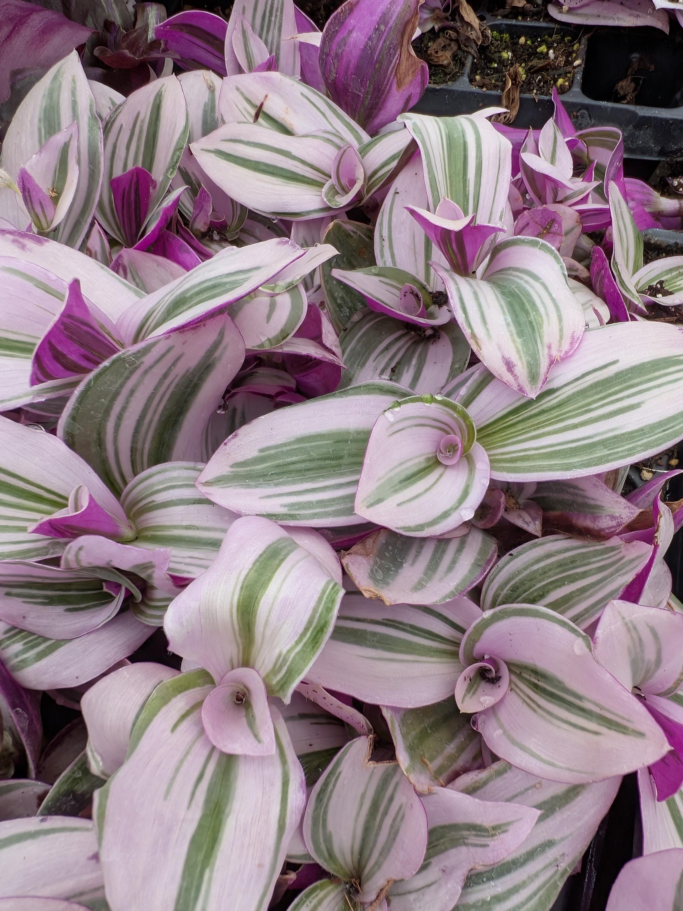 Tradescantia Blossfeldiana Cerinthoides Variegata 