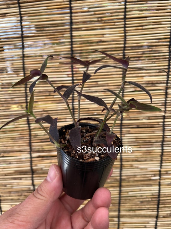 Jose Puig Tradescantia - Etsy