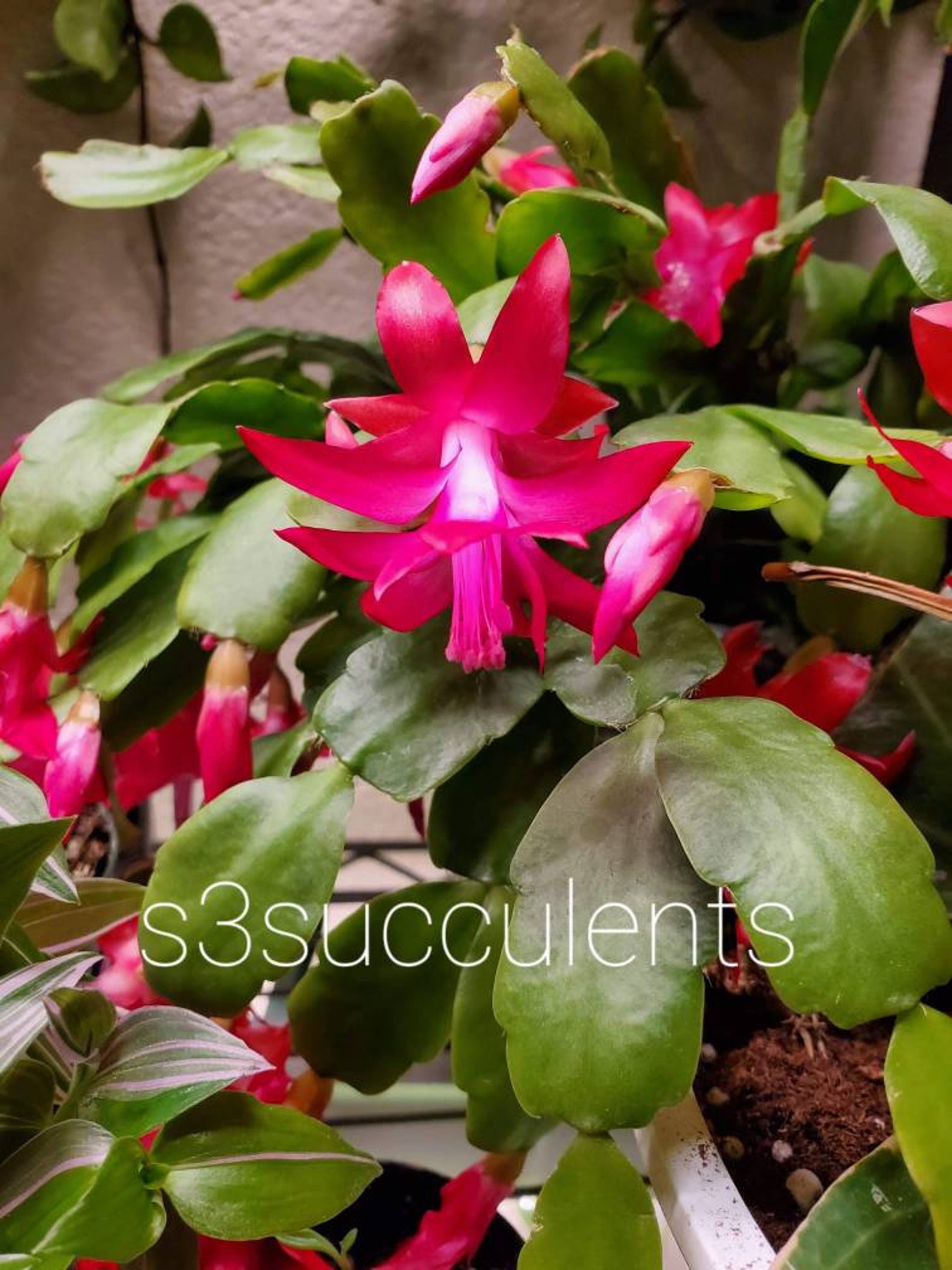 True Christmas Cactus Etsy