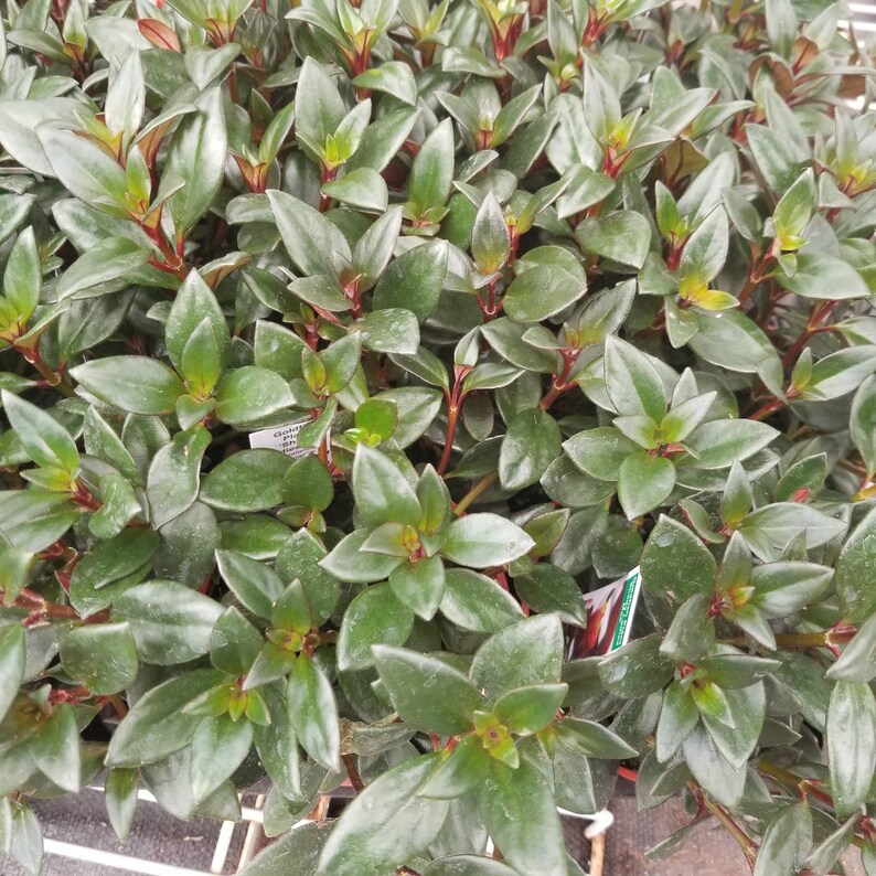 Nematanthus gregarius Goldfish Plant /'Shady Ladies Mae/' \u00a0