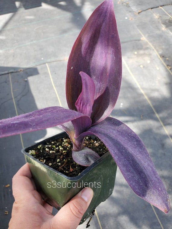 Tradescantia Pallida 'kartuz Giant' - Etsy Norway