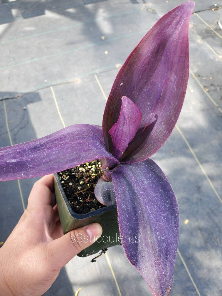 Tradescantia Pallida 'kartuz Giant' - Etsy
