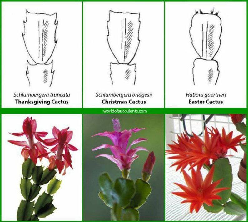 True Epiphyllum Christmas Cactus 3 Cuttings Etsy