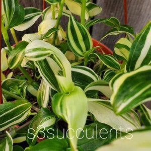 Tradescantia Fluminensis  'Green and Cream'