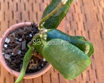 s3succulents 