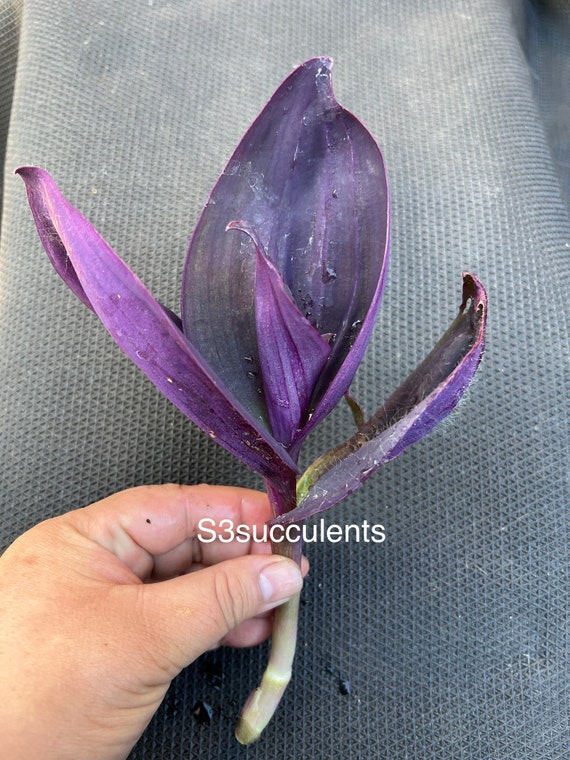 Tradescantia Pallida 'kartuz Giant' - Etsy