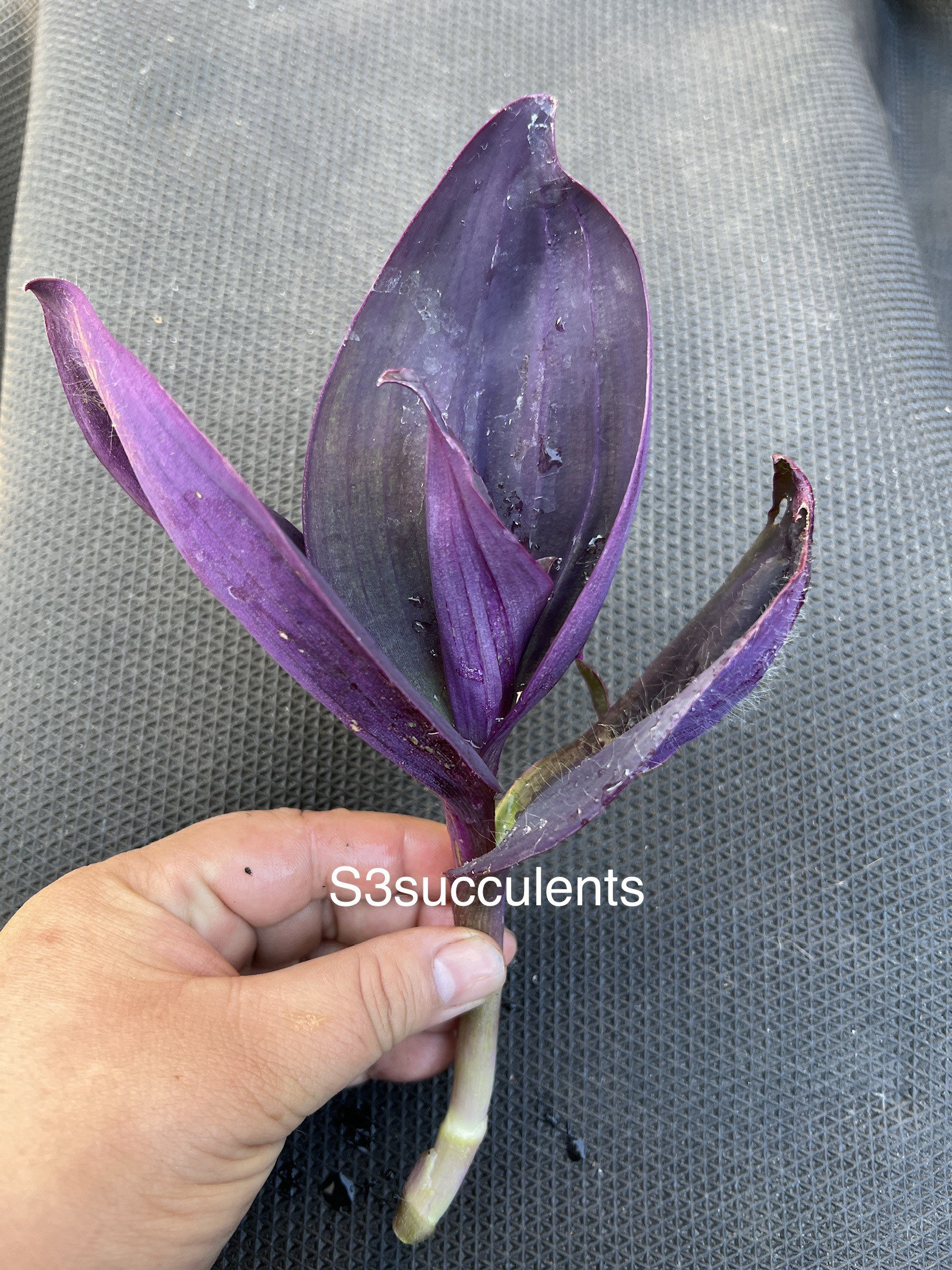 Tradescantia Pallida 'kartuz Giant' - Etsy