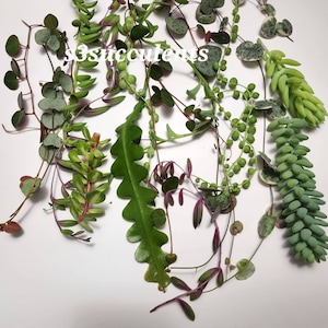 May include: A collection of succulent cuttings, including a variety with round, green leaves, a variety with long, thin, green leaves, and a variety with small, round, green leaves.