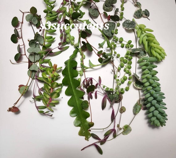 Trailing Succulents Cuttings - 6 cuttings