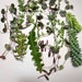 see more listings in the Succulents section