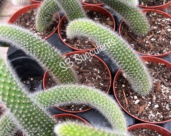 Monkey tail cactus( Hildewintera Colademononis)