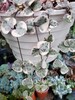 Variegated String of Hearts 'Ceropegia woodii' ( 1 Rooted Plant) 