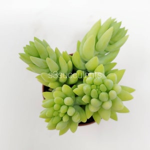 Donkey's tail rooted in 2 Pot / Live plants image 3