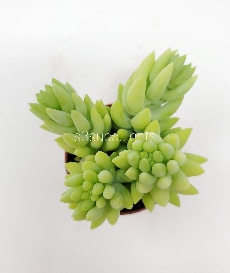 Donkey's tail rooted in 2 Pot / Live plants image 3