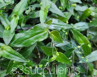 Tradescantia Tahitian Bridal Veil