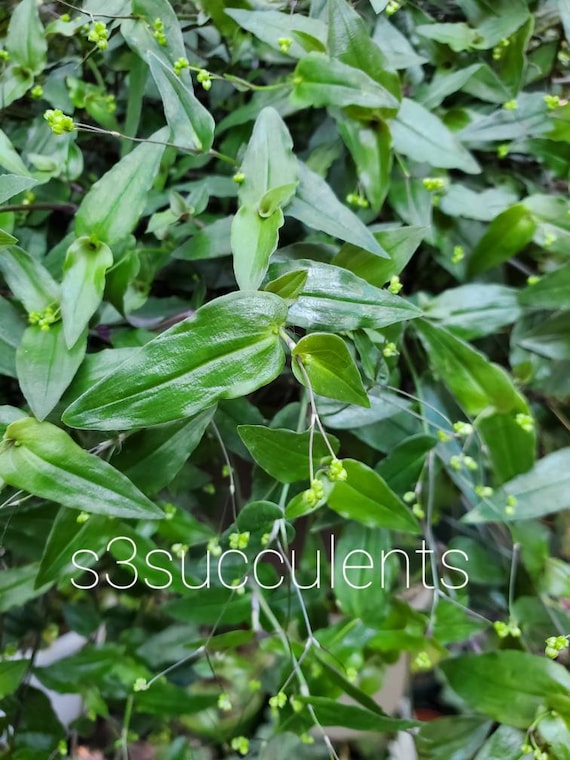 10 Cuttings Tradescantia Tahitian Bridal Veil Etsy 10 Cuttings Tradescantia Tahitian Bridal Veil Etsy