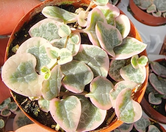 Variegated String of Hearts 'Ceropegia woodii'