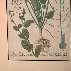 Besler Bontanical Print