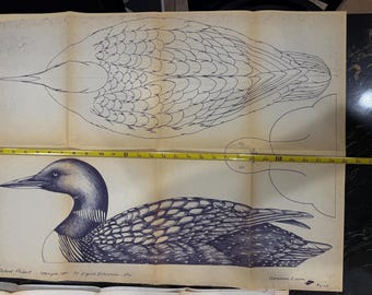 Wood Carving - Full Size Original Loon, Great Blue Heron or Swan Decoy Drawings