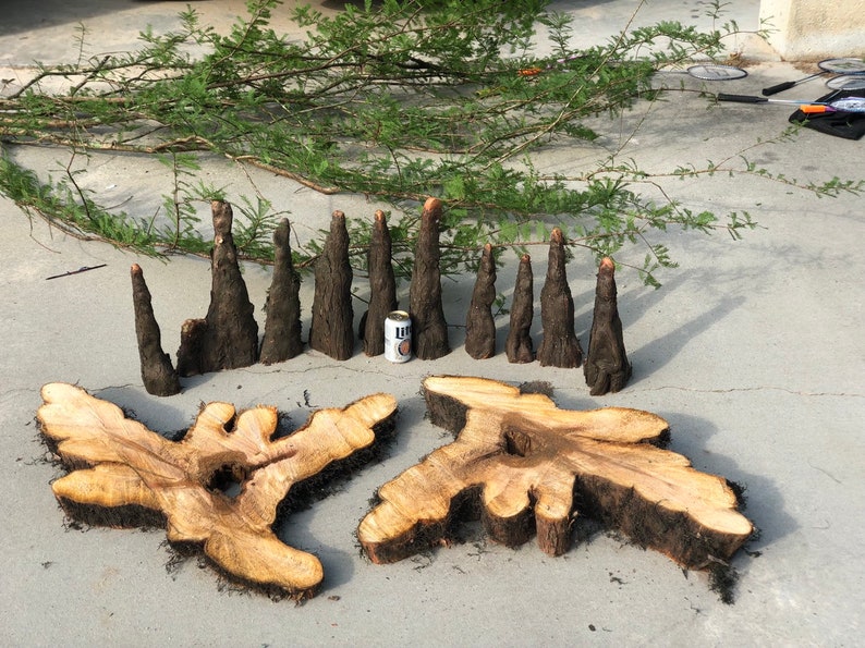 Cypress Knees Etsy