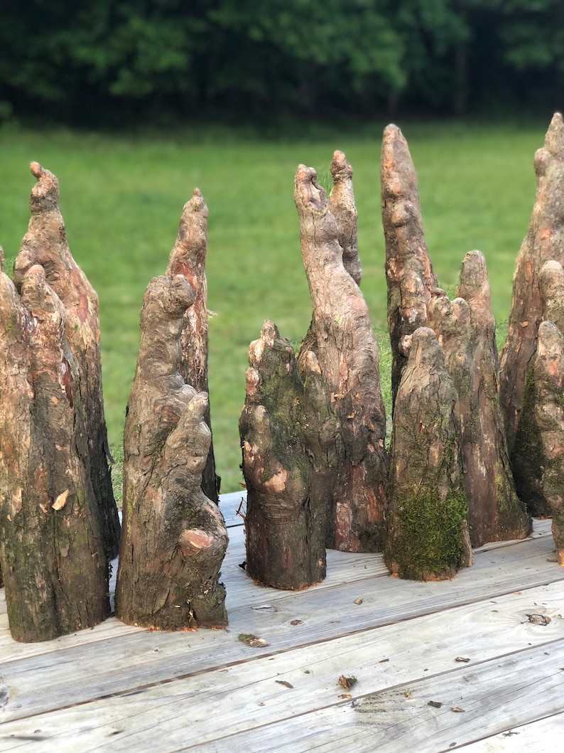 Cypress Knees Etsy