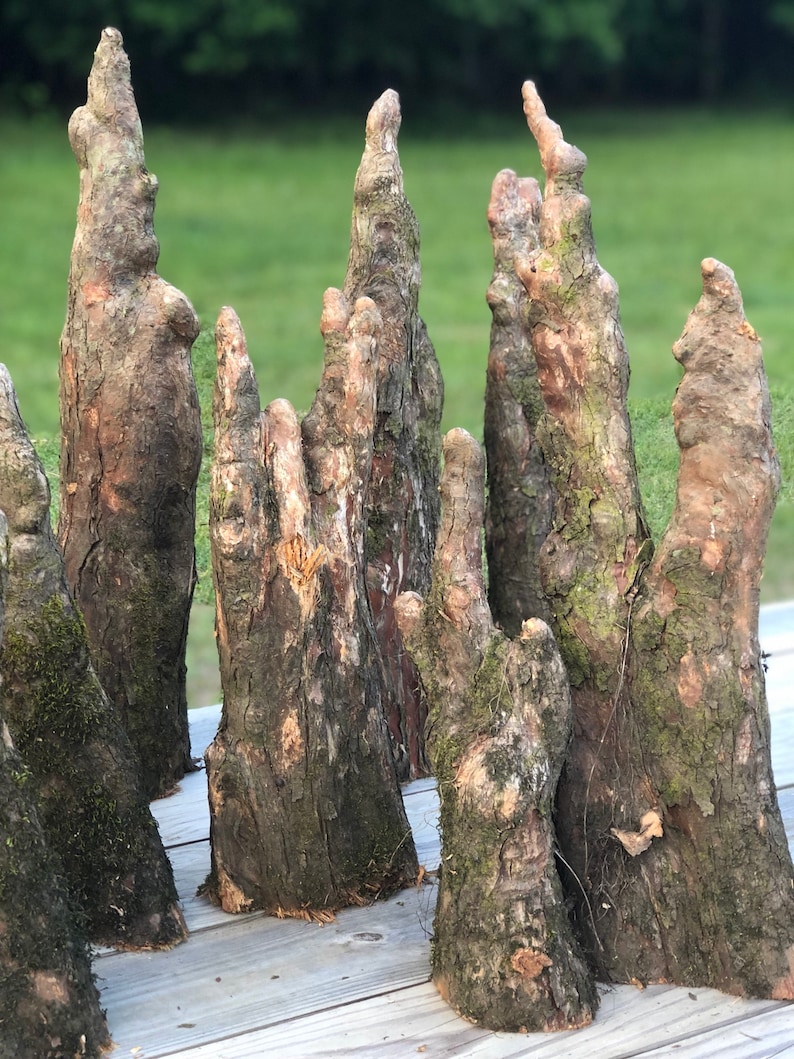 Cypress Knees Etsy