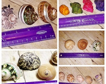 Assorted Shell Sets for HERMIT CRAB Pets Turbo  Shells - Authentic Seashells - Pet Home for Hermies, Small Reptiles, Arachnids, Aquariums