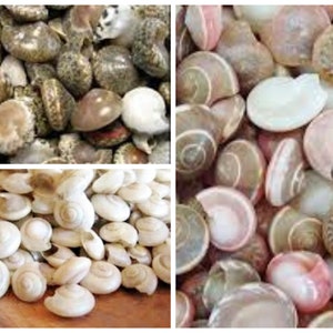 May include: A collection of various seashells in different colors and patterns. The shells are arranged in a pile and some are stacked on top of each other. The shells are a mix of brown, white, pink, and gray.