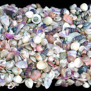 May include: A large collection of seashells in various shapes, sizes, and colors. The shells are mostly white, pink, and purple, with some brown and black shells mixed in. The shells are arranged in a random pattern, creating a visually appealing and textured display.