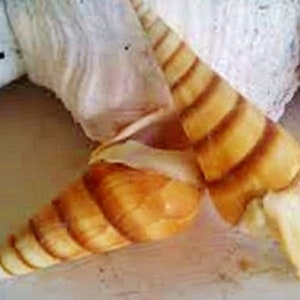 May include: A close-up of a seashell with a spiral pattern. The shell is a light orange color and has a smooth, glossy finish.