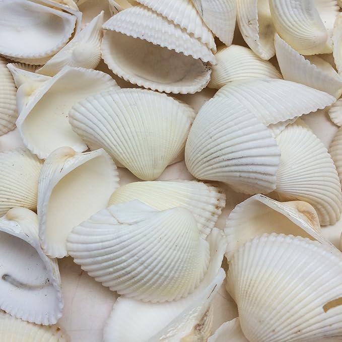 White Ark Clam Seashells for Display Shell Sailor Valentine Craft ...