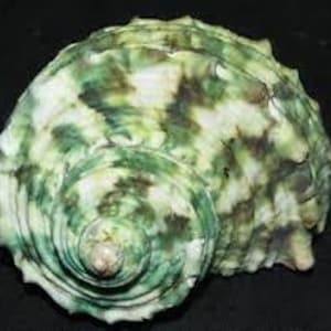 Green Turbo Shells Turbo Raw 1/2&quot;-1&quot; Stenogyrus Shells for Crafting Decor Small Sea Shells FREE SHIPPING!