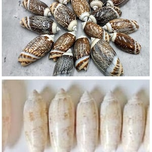 Bulk Seashell Supplies - Polished Olive Seashells for Wedding Floral Jewelry Sailor Valentine Crafts Aquariums Photo Shoot Prop Supplies