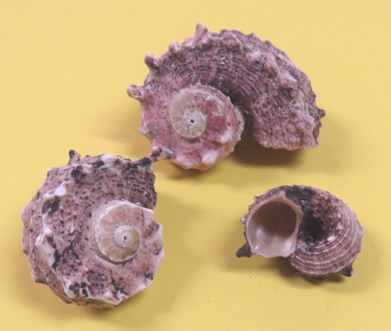 Delphinula Shell Bulk Delphinula Red Pink Seashells HERMIT Crab Coastal Beach 1