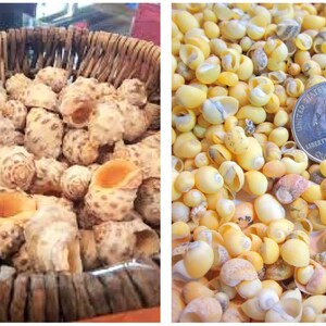 Bulk Orange or Yellow Drupa Seashells Terrarium Jewelry Craft Wedding Coastal Beach Decor Floral Photo Prop Supply Sailor Valentine