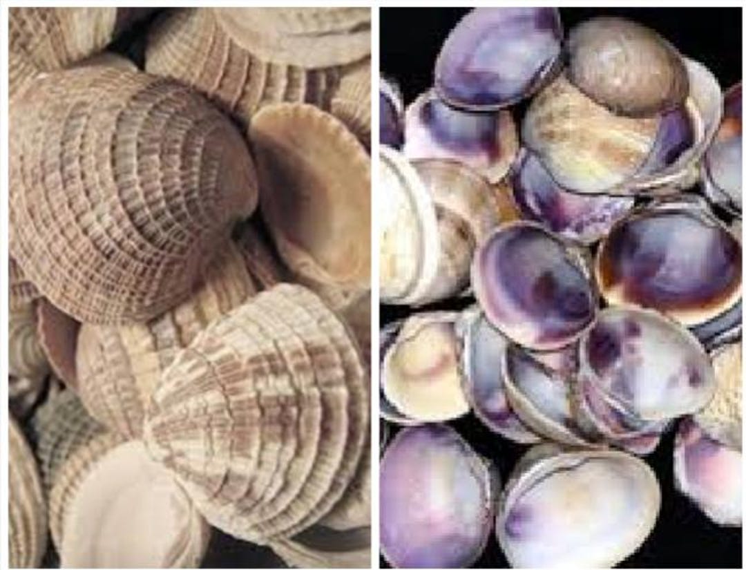 Violet Shellfish Violet Purple or Venus White Clam BULK Seashells Craft Sailor Valentine ...