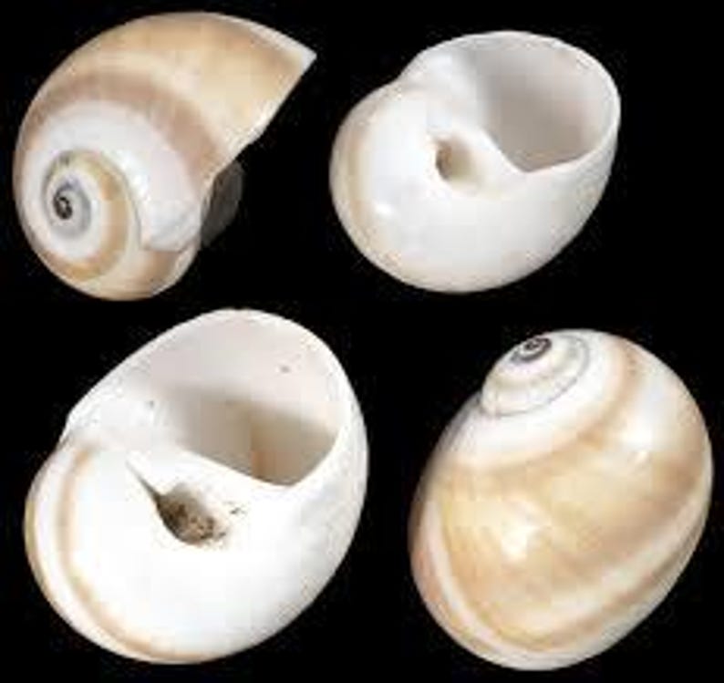 Sea Moon Shell Shark Eye Sea Shells Multi Sizes Moon Shells 1/2