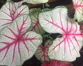 New Fiesta Caladium -Live- 1qt Container