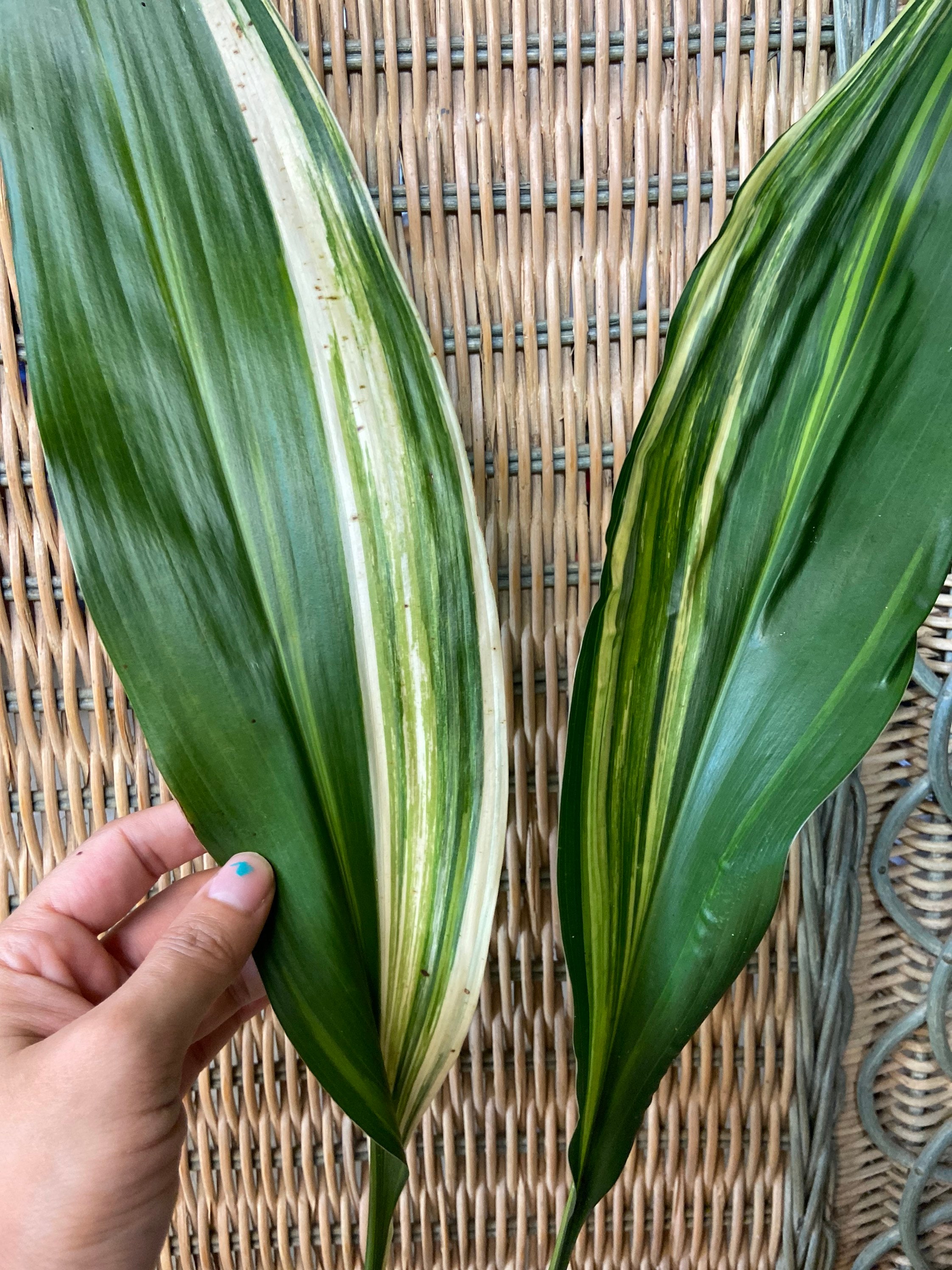 Aspidistra Elatior variegataokame Cast Iron Plant - Etsy