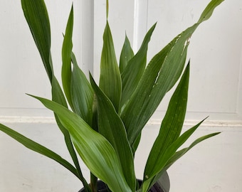 Tiny Tank Dwarf Aspidistra Elatior