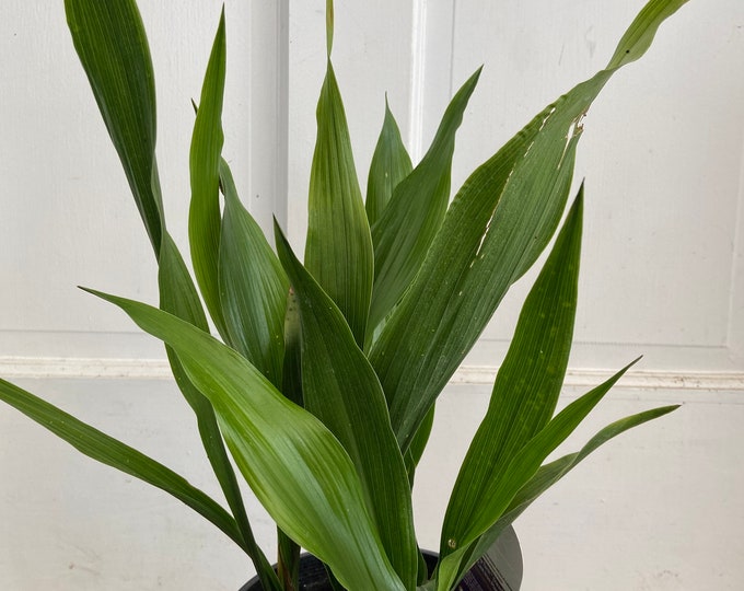 Tiny Tank Dwarf Aspidistra Elatior Etsy