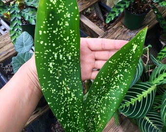 Plante en fonte de nuit étoilée (Aspidistra lurida 'Hoshi Zora')