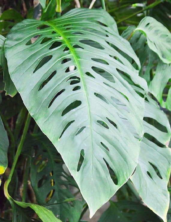 Monstera Lechleriana Rooted Cutting Etsy