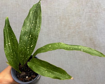 Aspidistra Lurida ‘Ginga’ aka ‘Galaxy’ Cast-Iron 4.5” Container