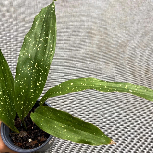 Aspidistra Lurida ‘Ginga’ aka ‘Galaxy’ Cast-Iron 4.5” Container