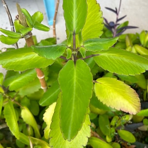 Miracle Leaf - Leaf of Life - Kalanchoe pinnata - Leaves to propogate - 5 leaves per Order