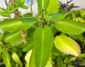 Miracle Leaf - Leaf of Life - Kalanchoe pinnata - Leaves to propogate - 5 leaves per Order