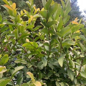 May include: A close-up of a guava tree with green leaves. The leaves are arranged in a symmetrical pattern, with some leaves showing a slight yellow hue.