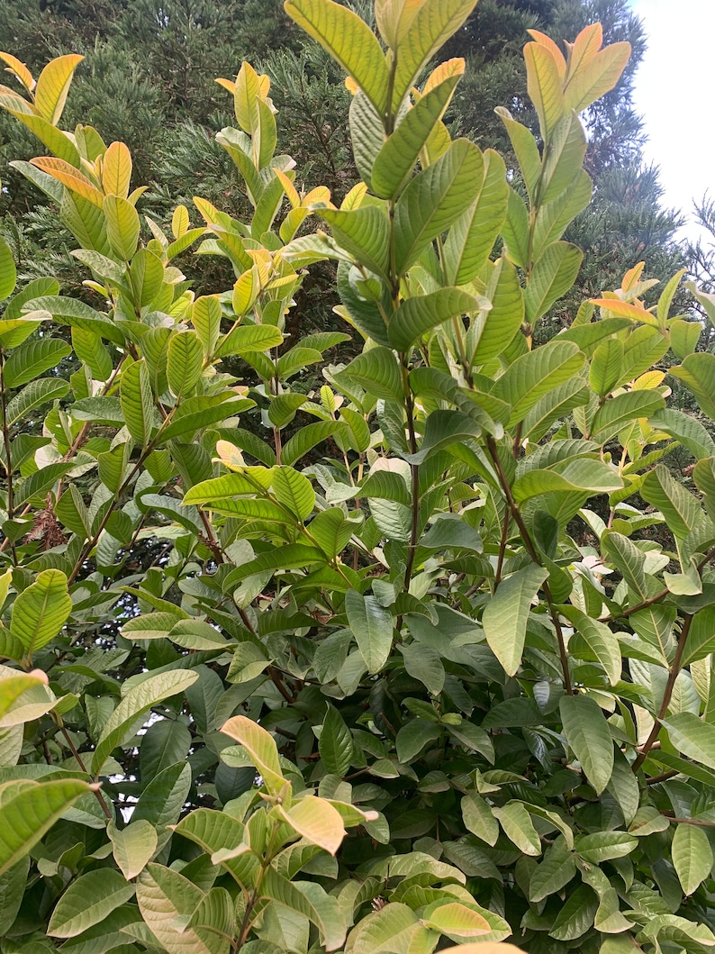 May include: A close-up of a guava tree with green leaves. The leaves are arranged in a symmetrical pattern, with some leaves showing a slight yellow hue.