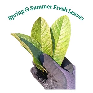 Fresh Guava Leaves (Hojas de Guayaba) – Daily Harvested – Natural Seasonal Color image 3